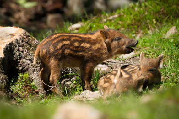 Zoo & Tierpark - Ausflugsziel im Salzburger Land