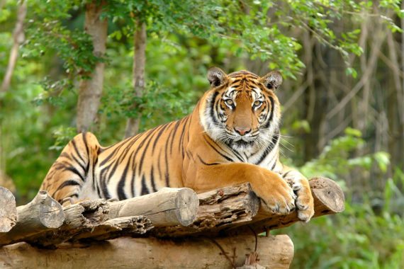 Zoo & Tierpark - Ausflugsziel im Salzburger Land
